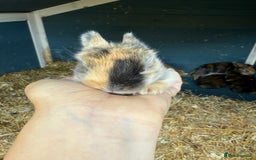 Harlequin rabbits for sale: Harlequin Baby rabbits for sale   - Image 4