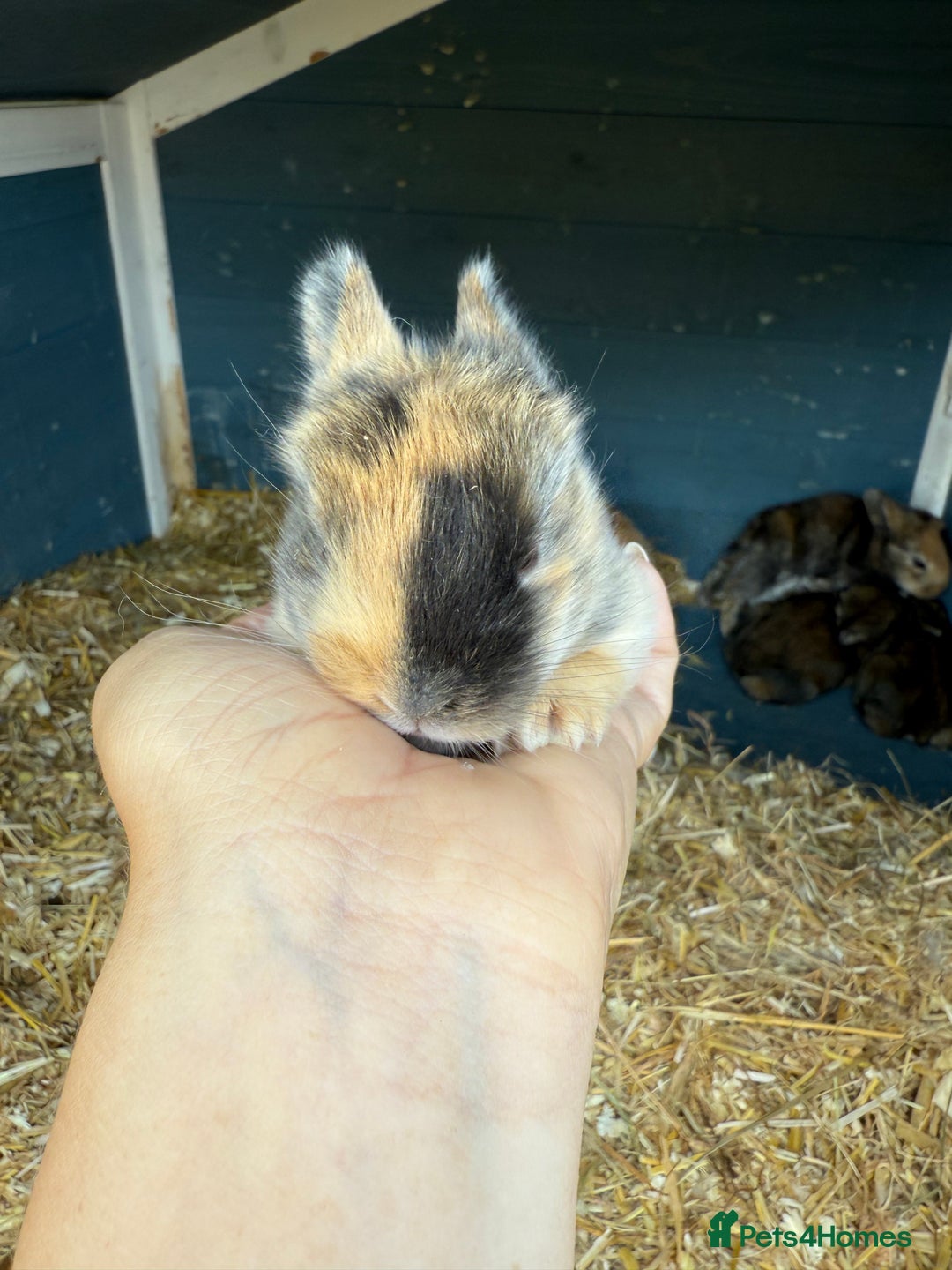 Harlequin rabbits for sale: Harlequin Baby rabbits for sale   - Image 4