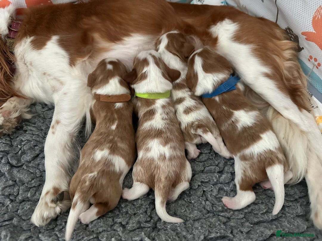 Cavalier King Charles Spaniel dogs for sale: Fully Health Tested Male CKCS Puppies - Image 6