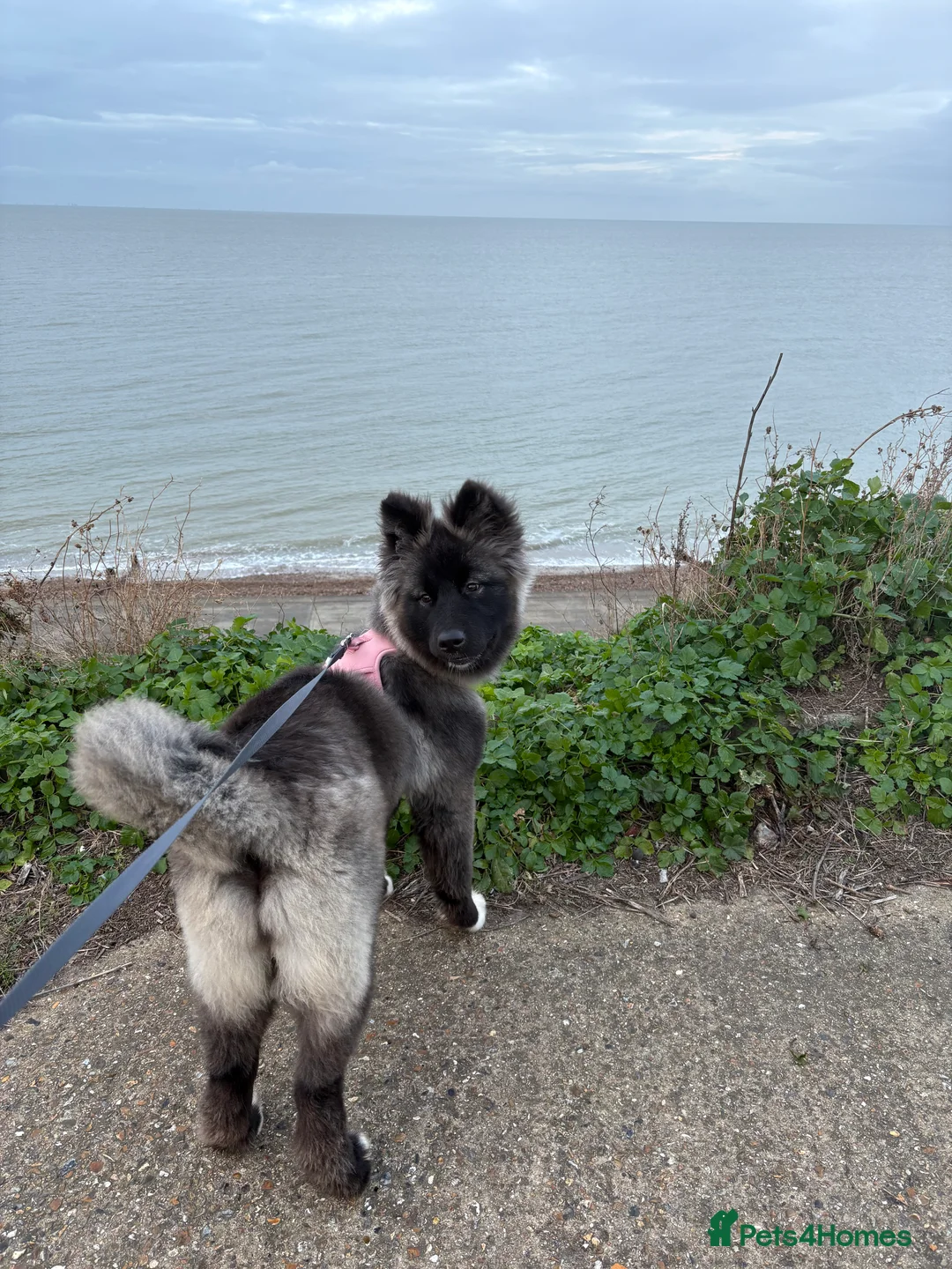 Huskita dogs for sale: Female Akita puppy  - Advert 1