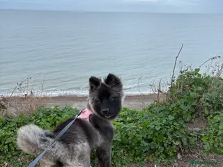 Huskita dogs Female Akita puppy - Advert 18