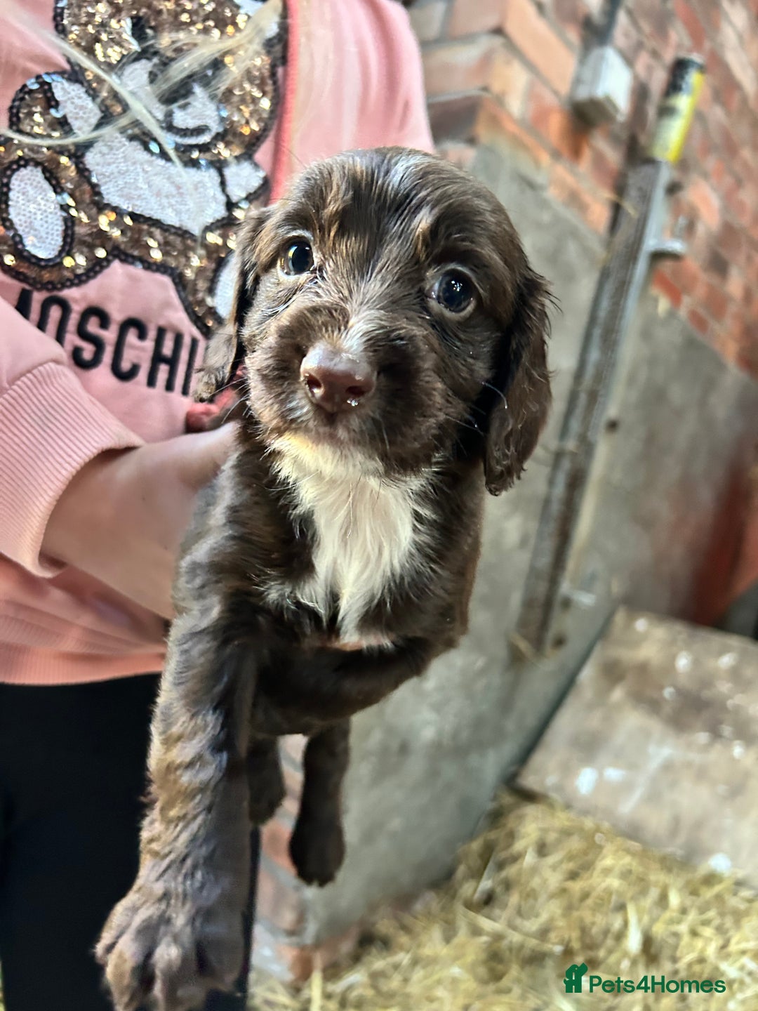 Sprocker dogs for sale: Beautiful F1 Sprockers - Image 7