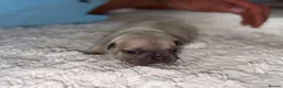French Bulldog dogs for sale: 🩷Gorgeous litter of French bulldog puppies🩷  - Advert 23