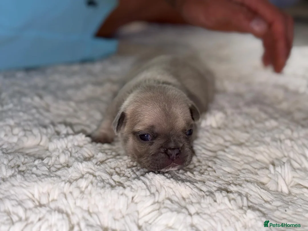French Bulldog dogs for sale: 🩷Gorgeous litter of French bulldog puppies🩷  - Advert 23
