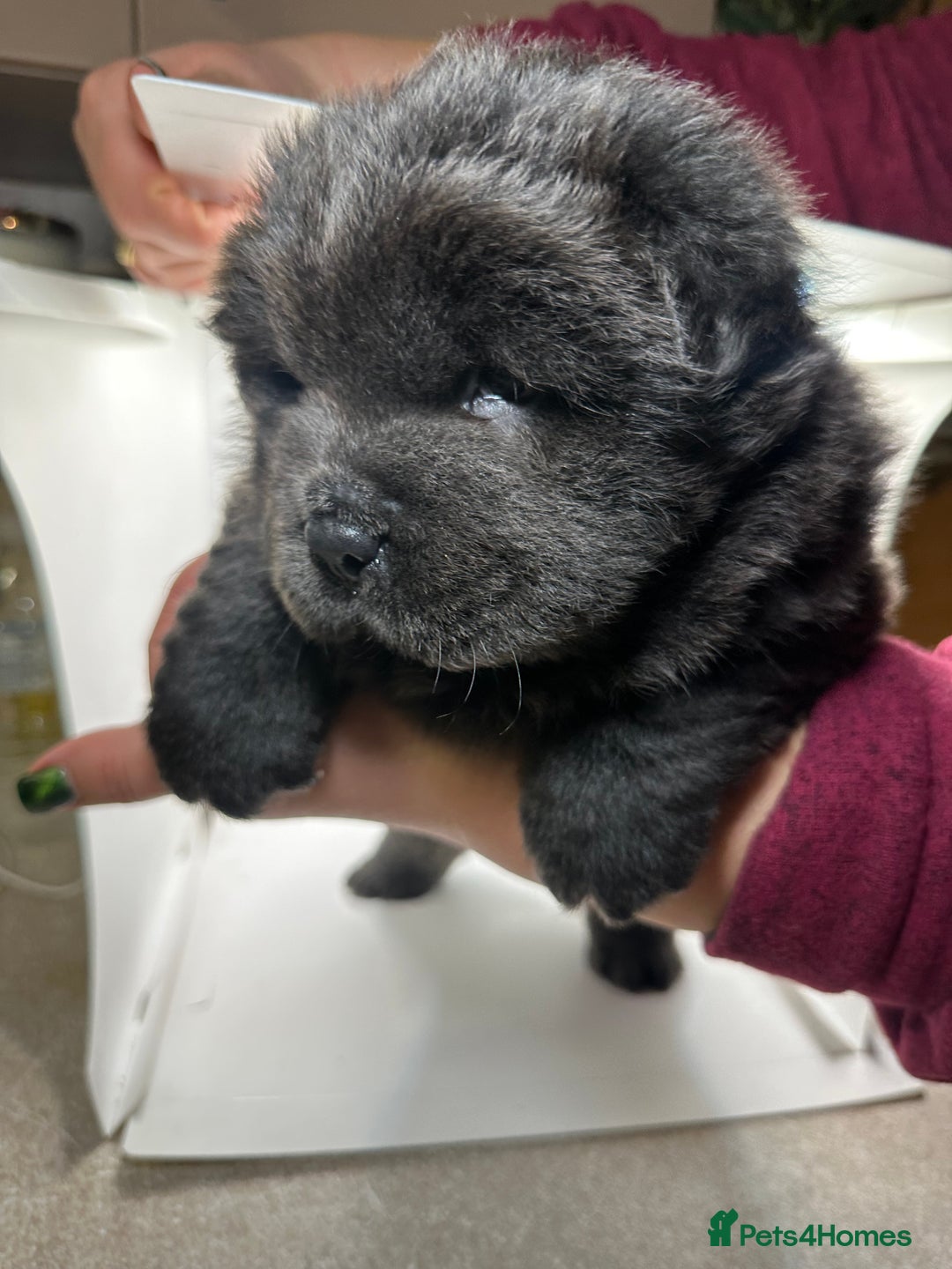 Chow Chow dogs for sale: Merle chow chow  - Advert 9