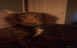 Springador dogs for sale: 2 year old Springador - Image 6