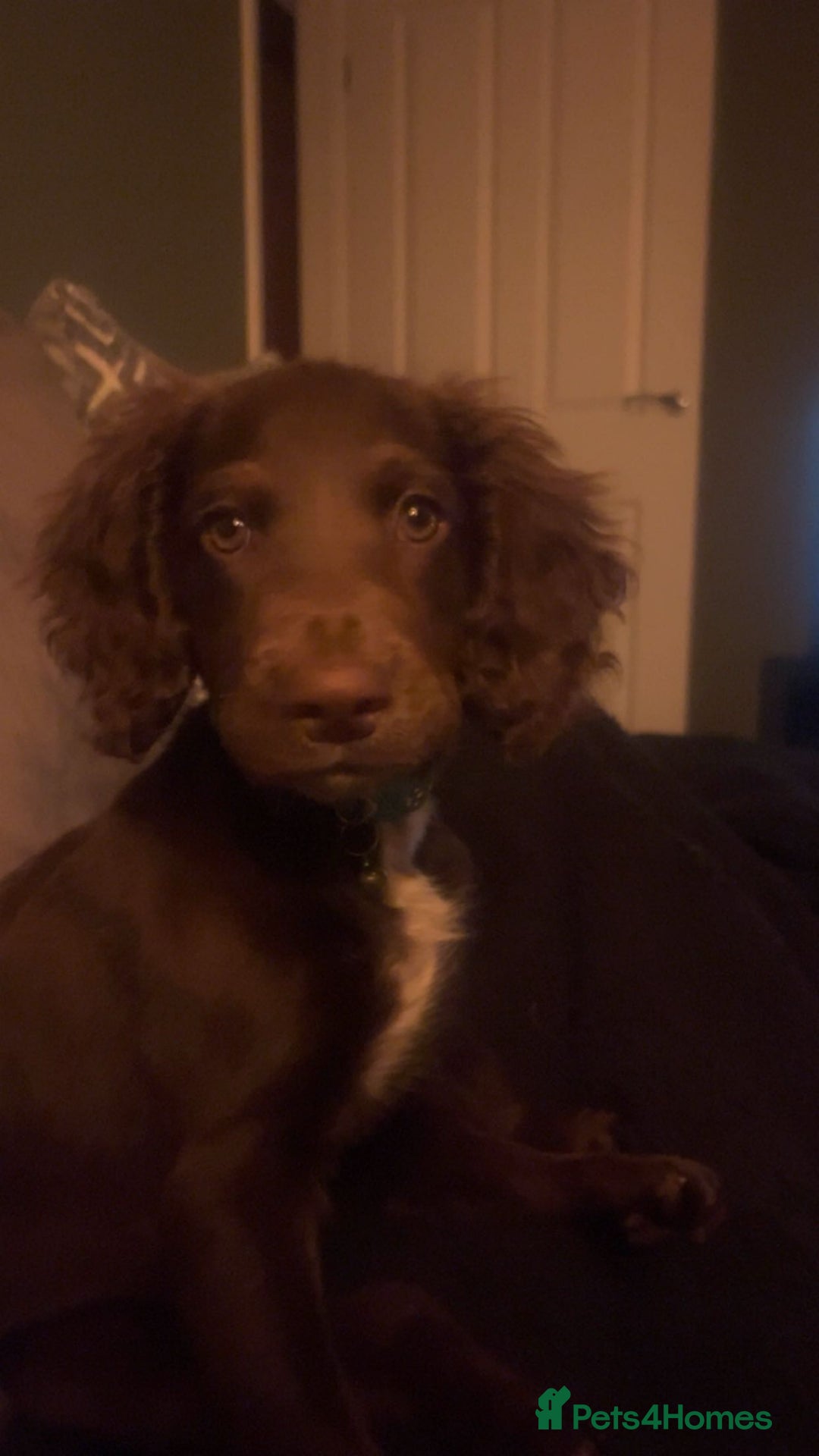 Springador dogs for sale: 2 year old Springador - Image 6