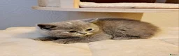 British Shorthair cats for sale: British Shorthair Males & Females in Leicester - Advert 10