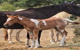 Paint horses for sale: Red Roan Tobiano Filly.   - Image 3