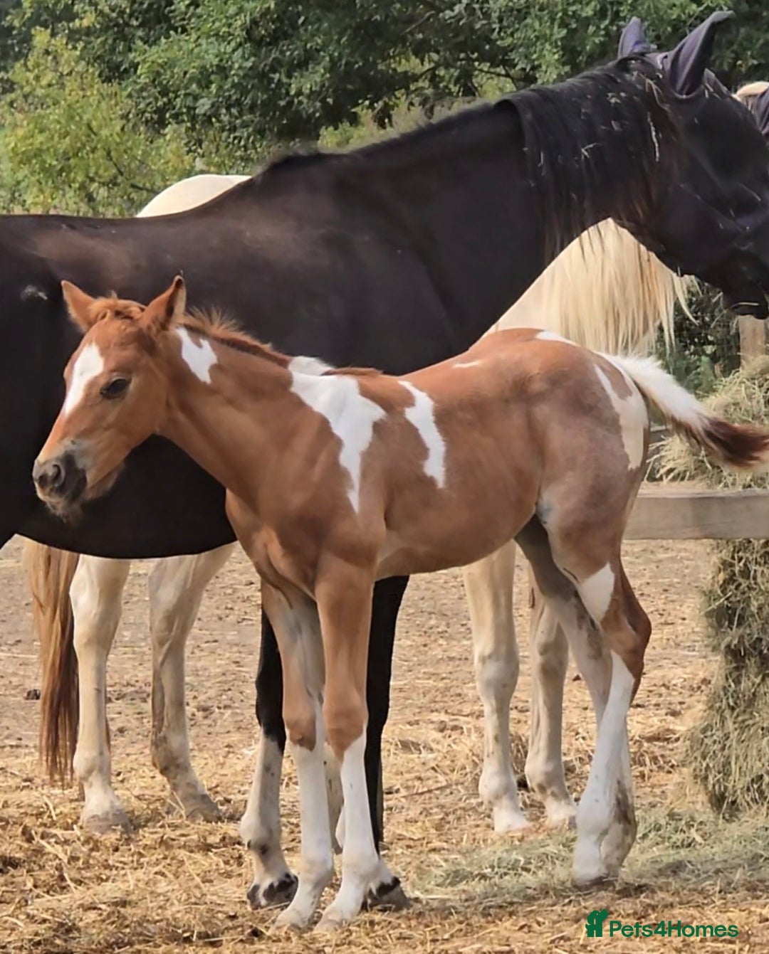 Paint horses for sale: Red Roan Tobiano Filly.   - Image 3