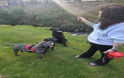 Mixed Breed dogs for sale: Akita cross presa canario  - Image 3