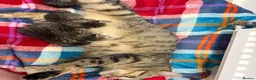 Mixed Breed cats for sale: Gorgeous British Short Hair Cross Baby Lions 🦁  - Advert 2