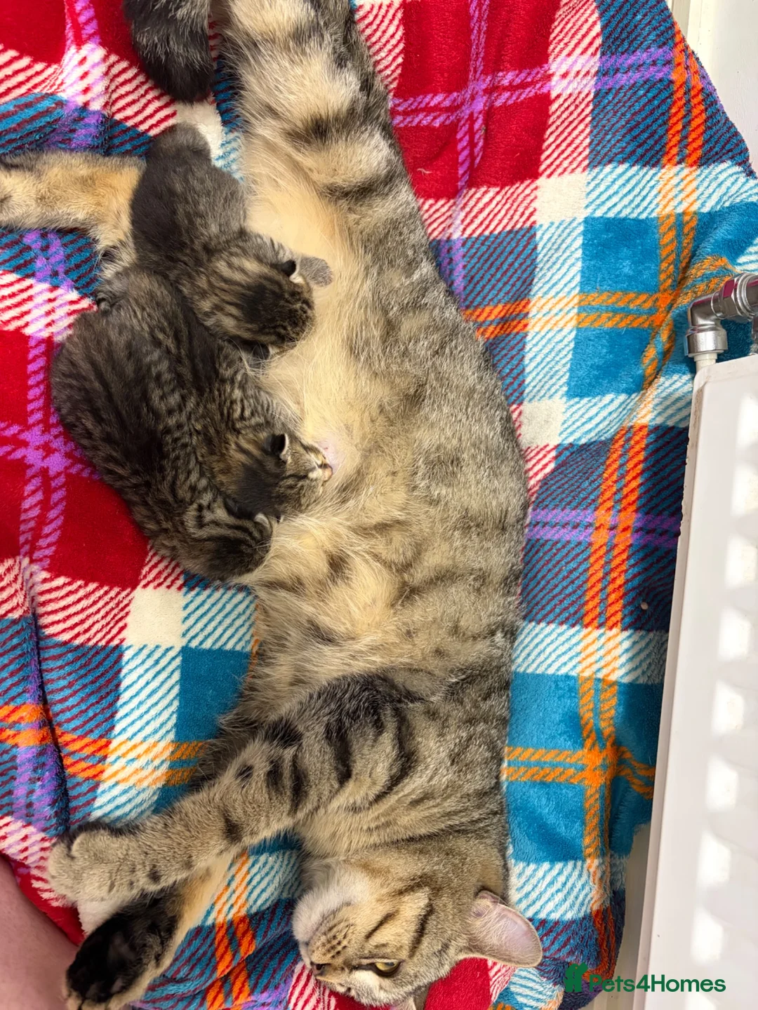 Mixed Breed cats for sale: Gorgeous British Short Hair Cross Baby Lions 🦁  - Advert 2