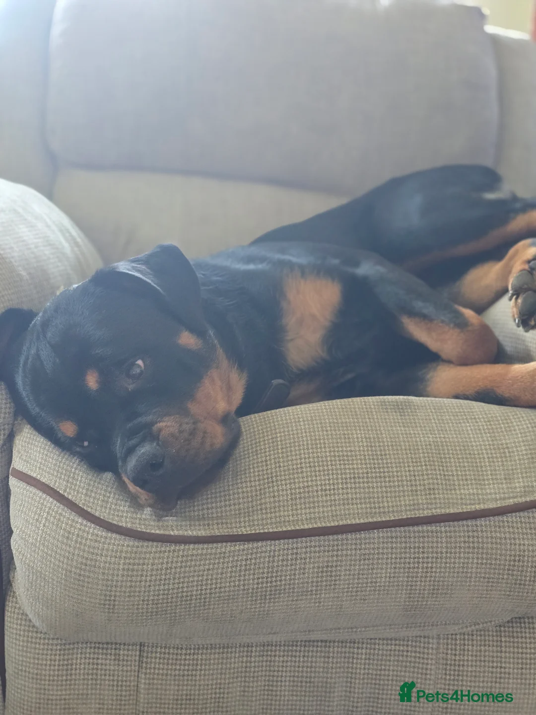 Rottweiler dogs for sale: 11 months rottweiler female for sale in Harwich - Advert 2