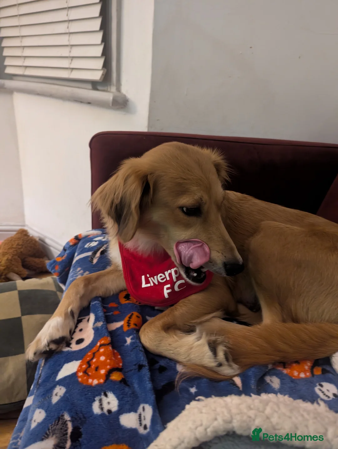 Mixed Breed dogs for sale: 2 brown golden retriever/ Britney spaniel mix - Advert 5