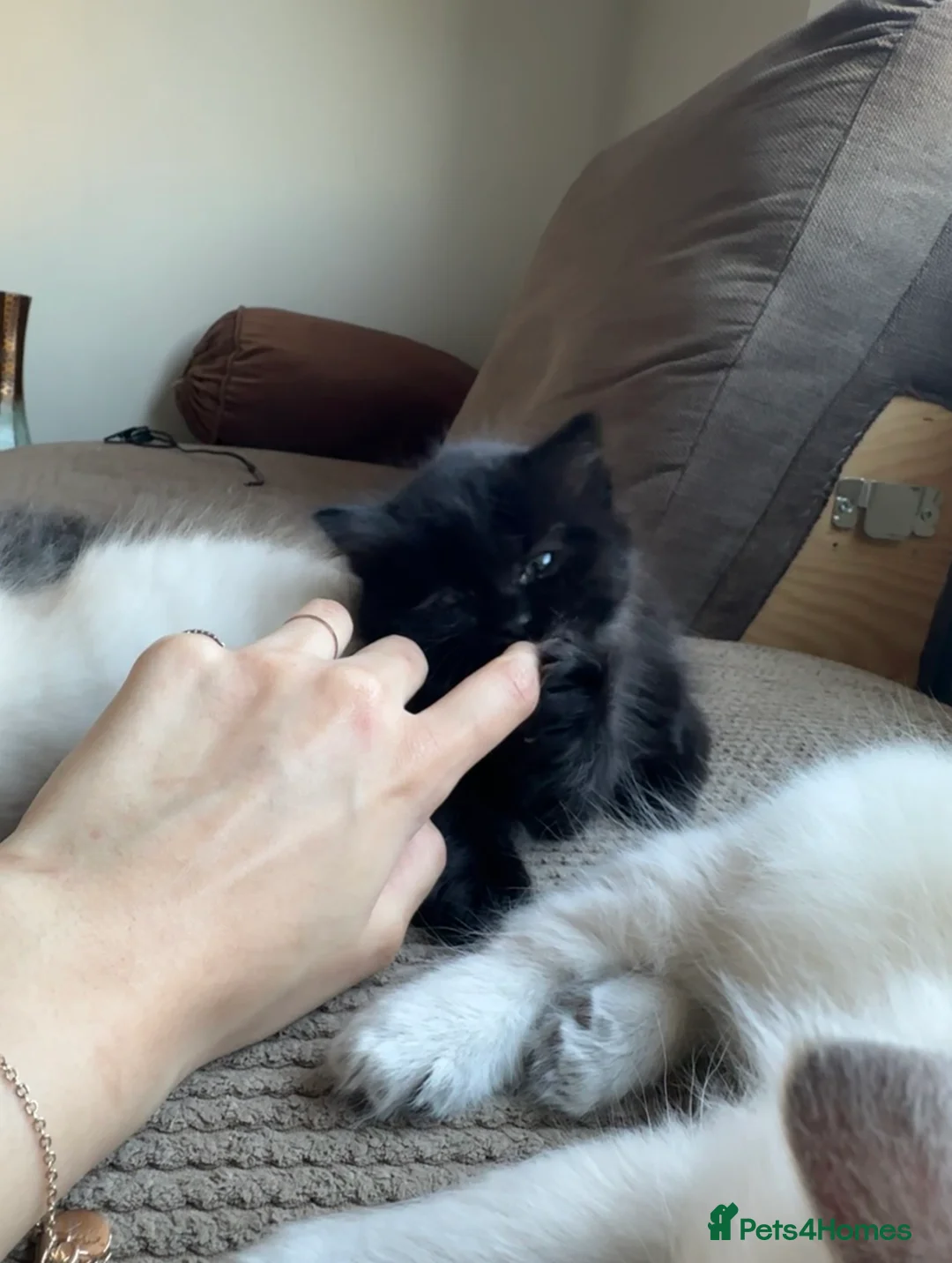 Ragdoll cats for sale: beautiful ragdoll babies for sale - Advert 6
