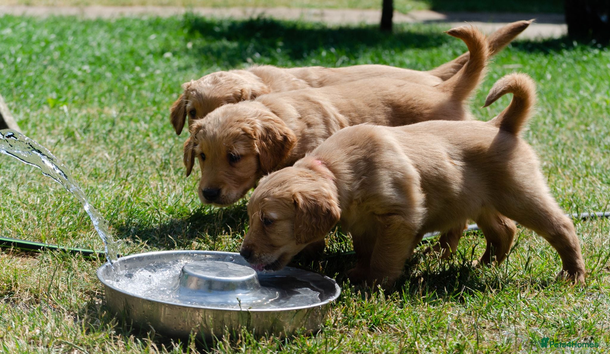 Golden Retriever dogs  GOLDEN RETREVER KC PUPPIES - Advert 16