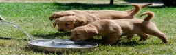 Golden Retriever dogs for sale: READY GOLDEN RETREVER KC PUPPIES - Advert 4
