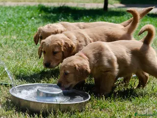 Golden Retriever dogs GOLDEN RETREVER KC PUPPIES - Advert 16