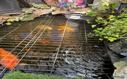 Koi Carp fish for sale: pond fish - Image 8