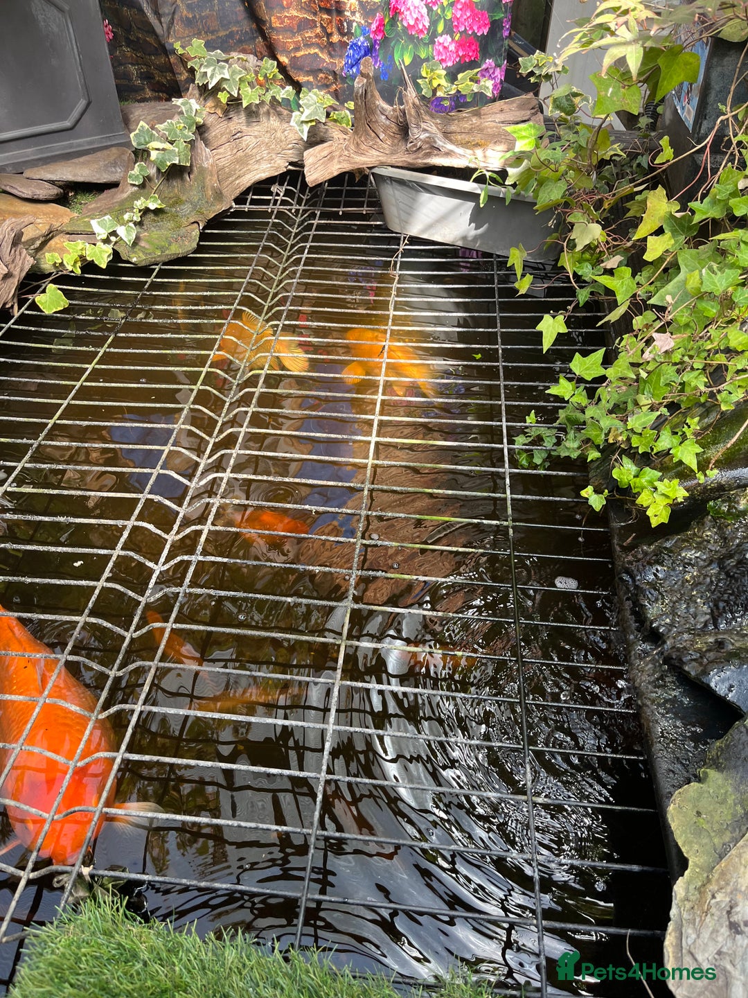 Koi Carp fish for sale: pond fish - Image 8