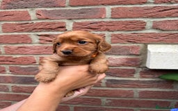 Cocker Spaniel dogs for sale: Health Tested Clear Cocker Spaniel Puppies  - Image 33