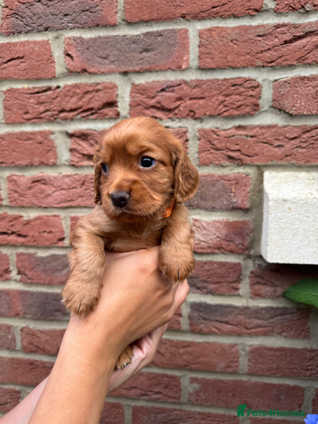 Cocker Spaniel dogs for sale: Health Tested Clear Cocker Spaniel Puppies  - Image 33