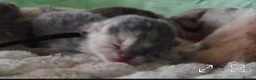 British Shorthair cats for sale: CHAMPION BRITISH SHORTHAIR KITTENS 😸  - Advert 4