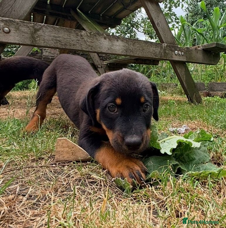 Rottweiler dogs 8 Rottie Pups (ONLY 2 LEFT) - Advert 3