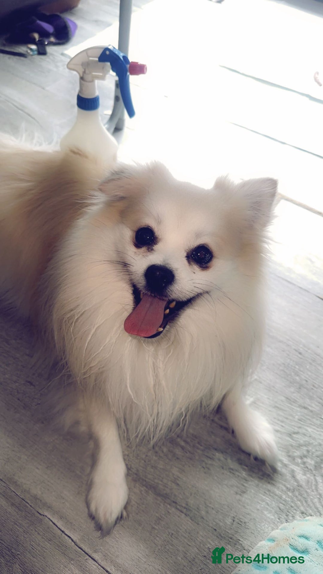 Mixed Breed dogs for sale: Gentle White Pomeranian Needs Loving Forever Home  - Advert 5
