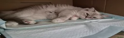Ragdoll cats for sale: Chunky TICA reg Ragdoll - Advert 7