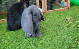 Mini Lop rabbits for sale: Beautiful Mini Lops - READY TO LEAVE  - Image 5
