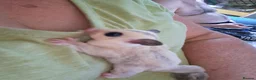 Sugar Glider rodents for sale: Sugar Glider Joey Platinum female - Advert 3