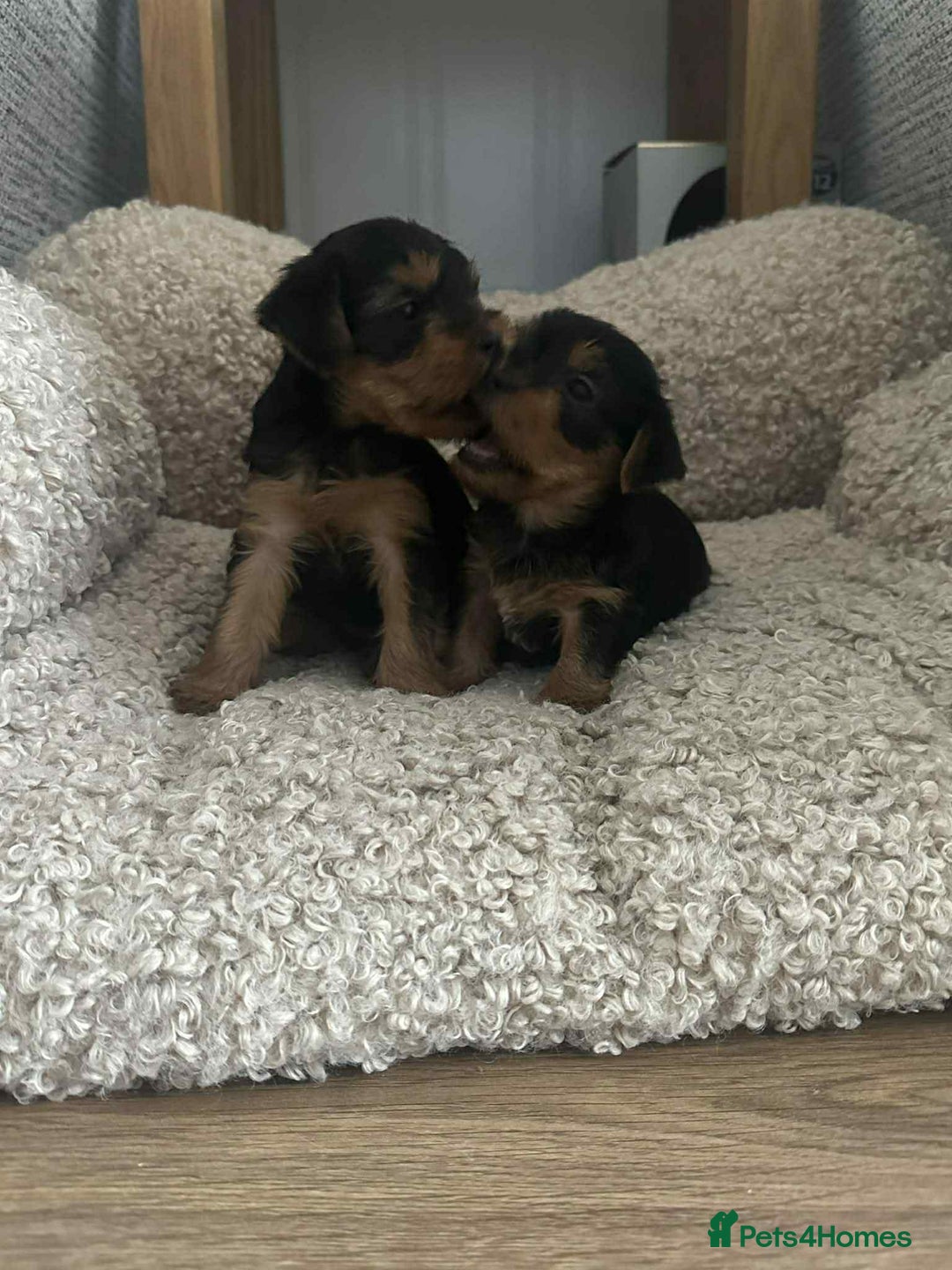 Yorkshire Terrier dogs for sale: Two Female Yorkshire Terrier Puppies  - Advert 5