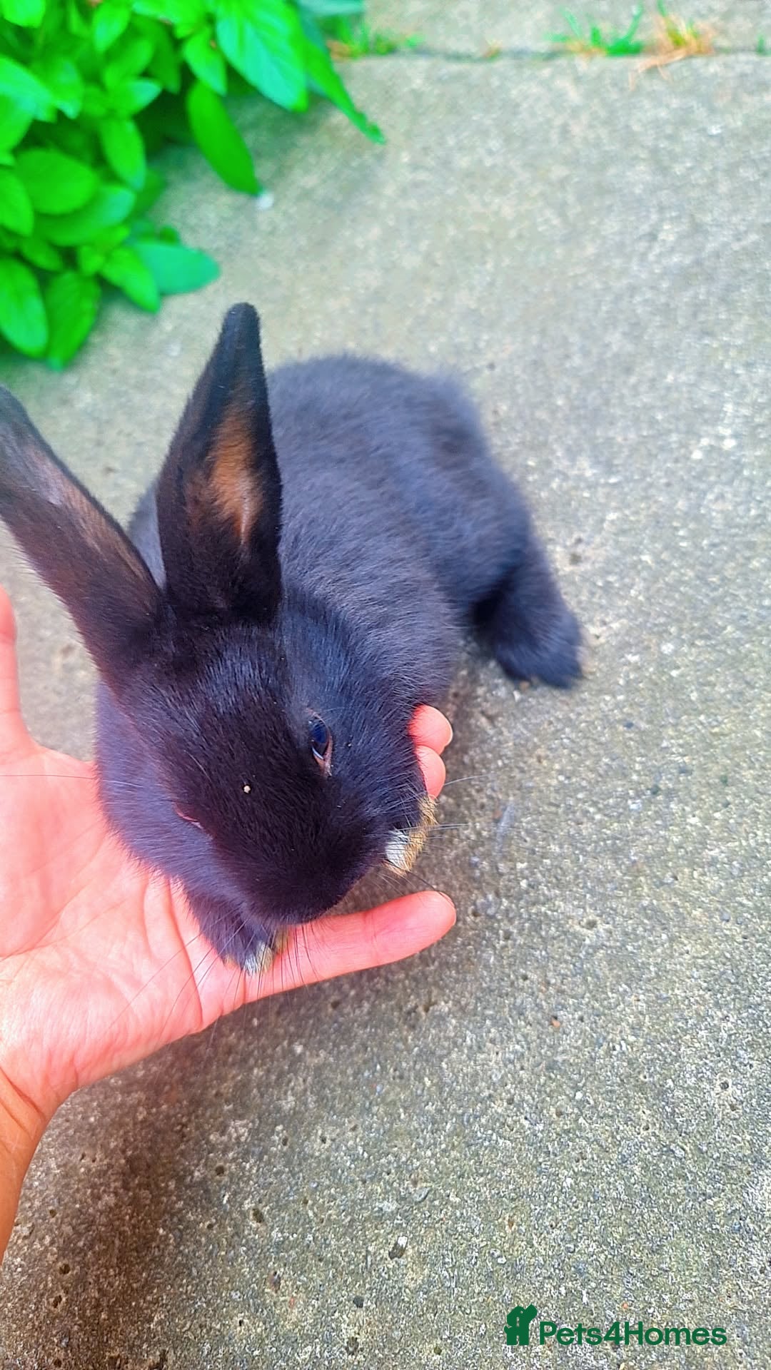 Alaska rabbits for sale: 3 Alaskan baby rabbits - Image 5