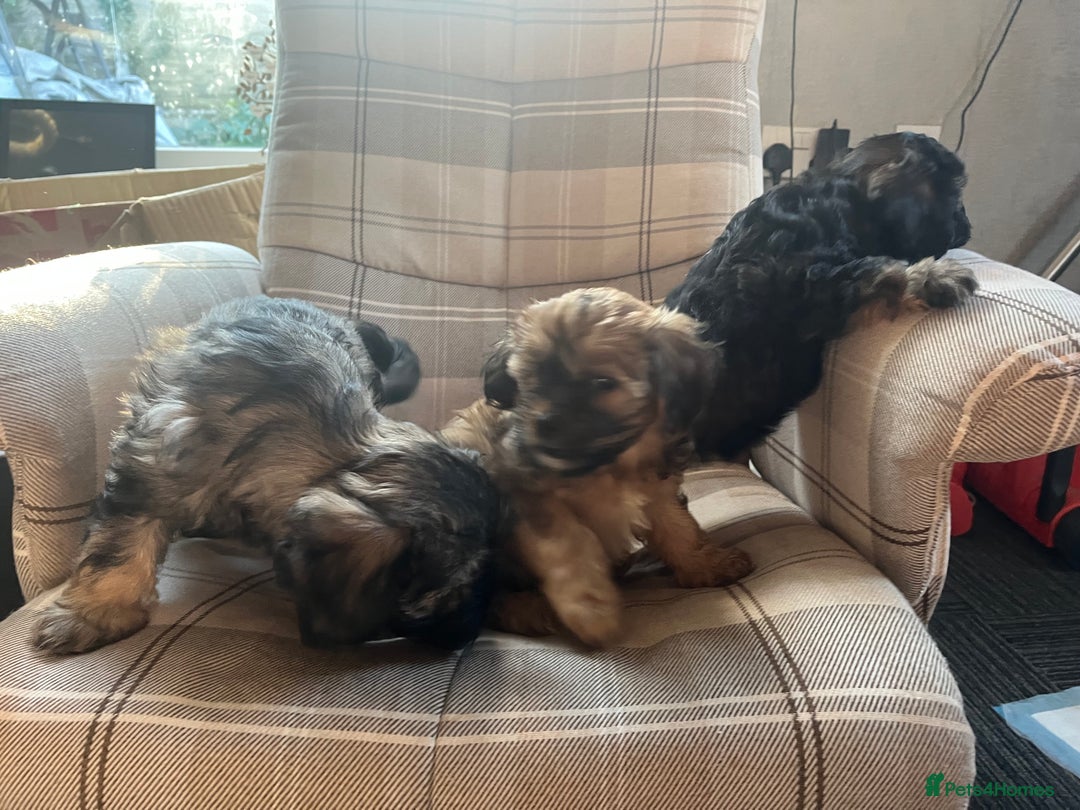Mixed Breed dogs for sale: Shihpoo x Cockapoo puppies  - Advert 9