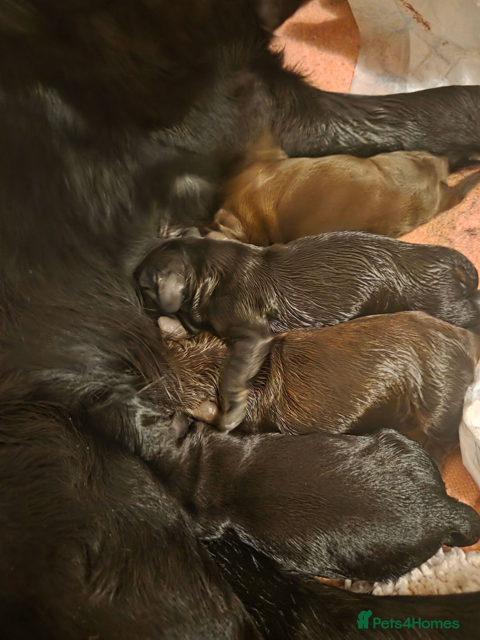Mixed Breed dogs Cockadors for sale - Advert 2