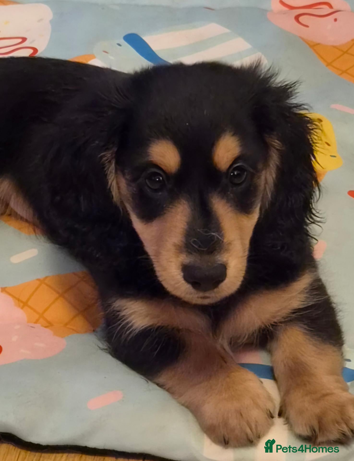 Miniature Dachshund dogs Longhaired Minature Dachshund - Advert 8