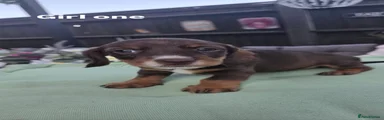 Dachshund 1