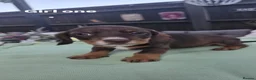 Dachshund dogs for sale: Three girl dachshunds for sale  in Esher - Advert 1