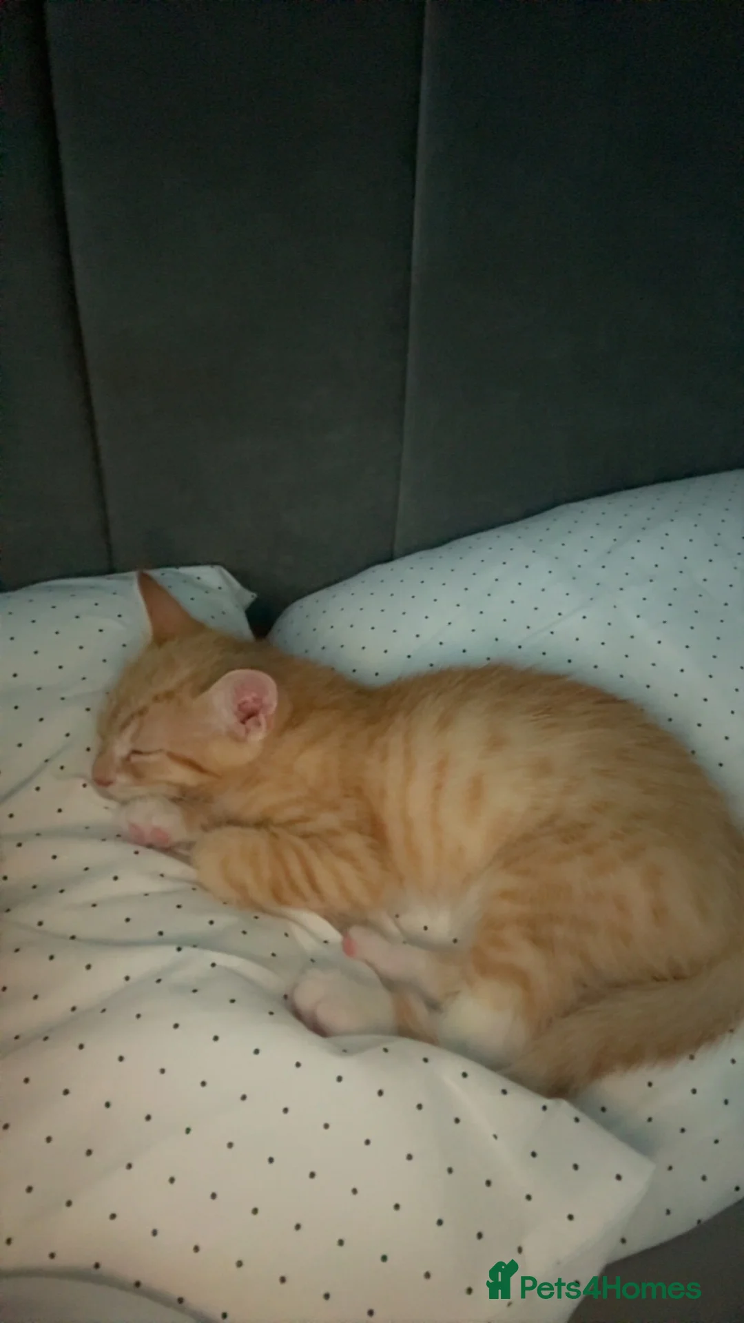 Mixed Breed cats for sale: Male Ginger Kitten - Advert 4