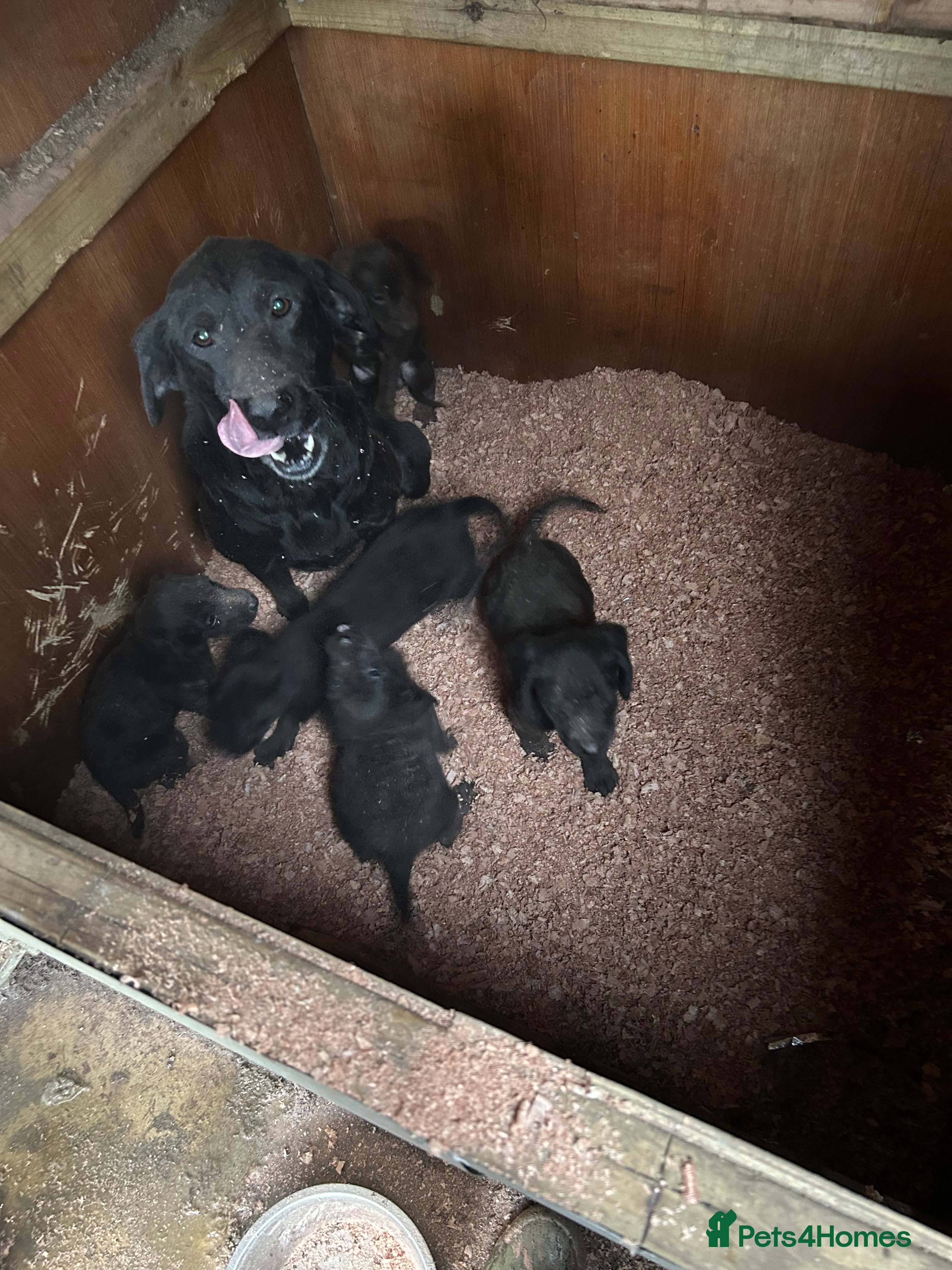 Cockerdor dogs Cockeradors for sale  - Advert 1