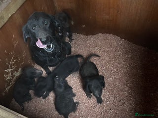 Cockerdor dogs Cockeradors for sale - Advert 1