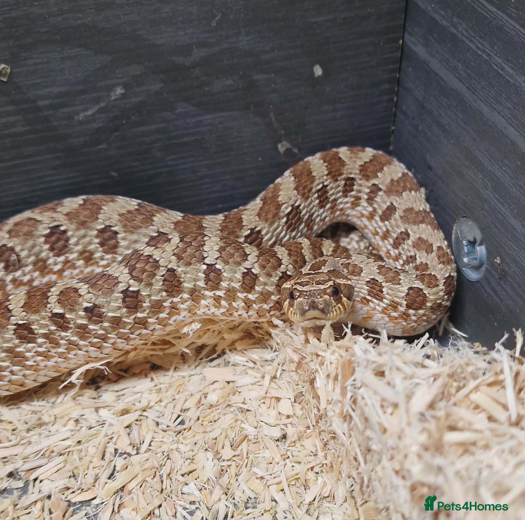 Snake reptiles Western Hognose Snake - Advert 1