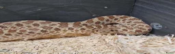 Snake reptiles for sale: Western Hognose Snake in Manchester - Advert 1