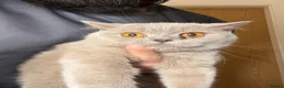 British Shorthair cats for sale: 2 British Blue Girls Looking for Forever homes in Glasgow - Advert 8