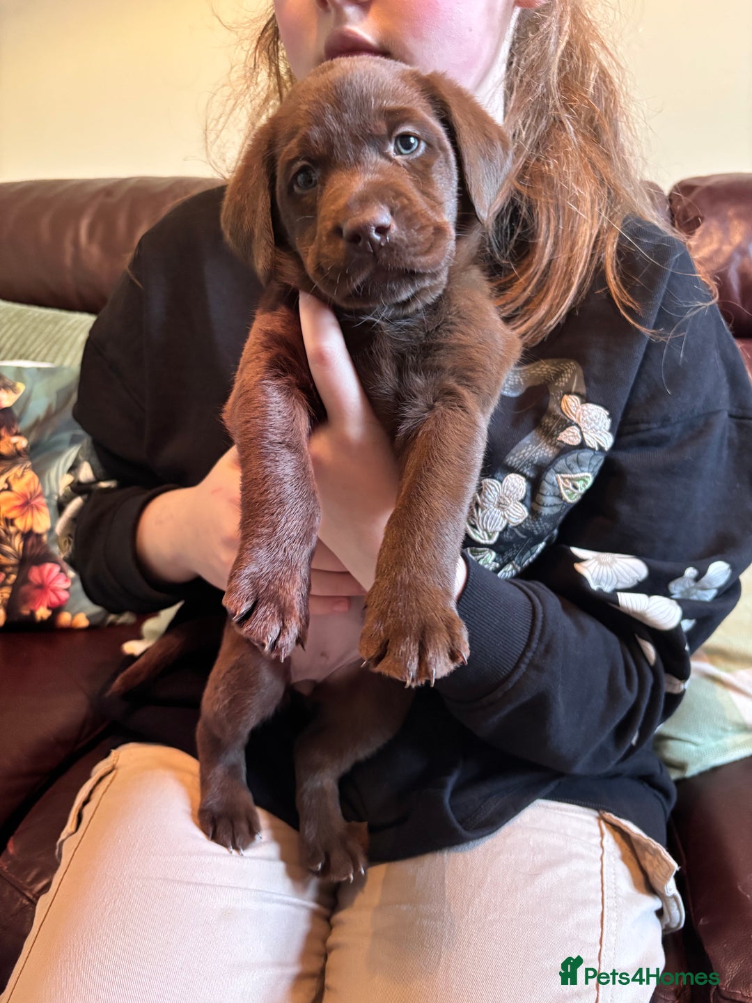 Labrador Retriever dogs for sale: Chocolate and Black Labrador Puppies - Advert 23