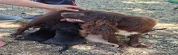 Mixed Breed dogs for sale: Cockerjack puppies - Advert 10