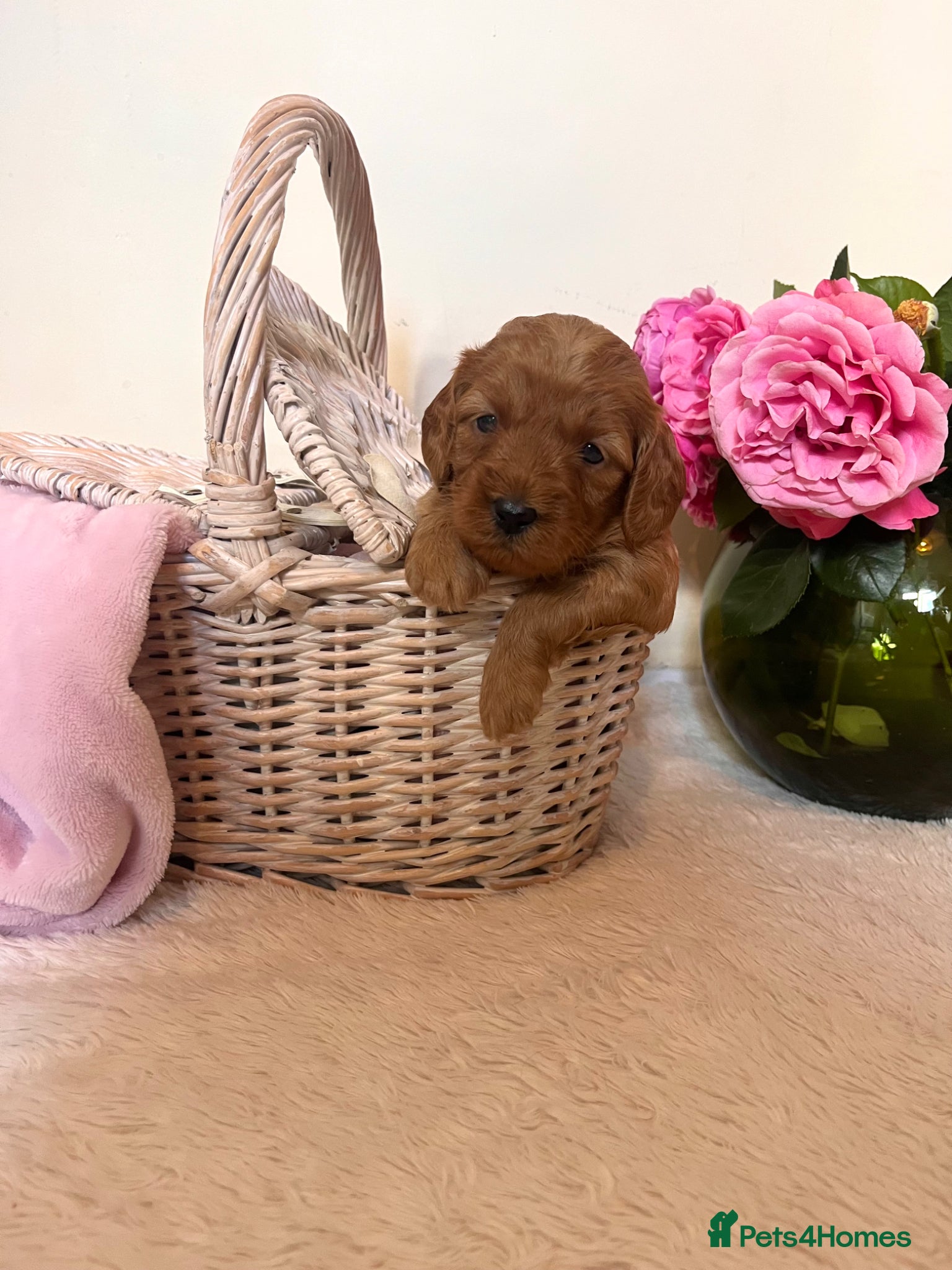 Cockapoo dogs FB1 Red Cockapoo Puppies Due This Week! 🐶  - Advert 4