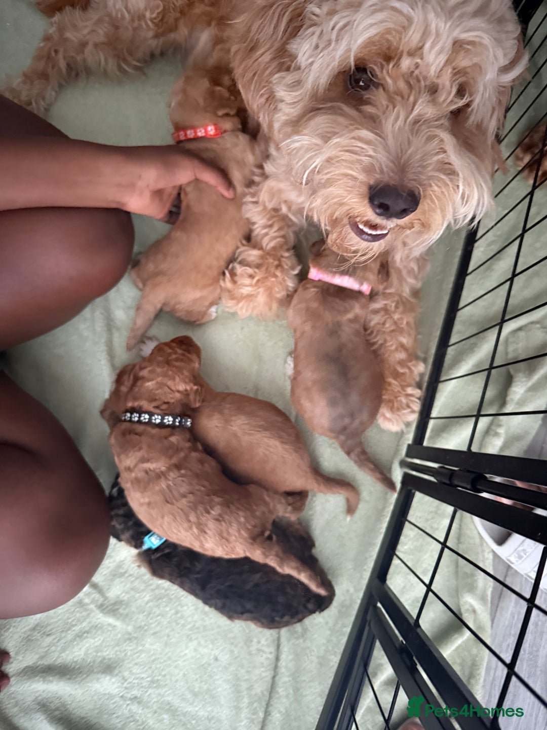Cockapoo dogs for sale: 5 Beautiful Cockapoo Puppies  - Image 18